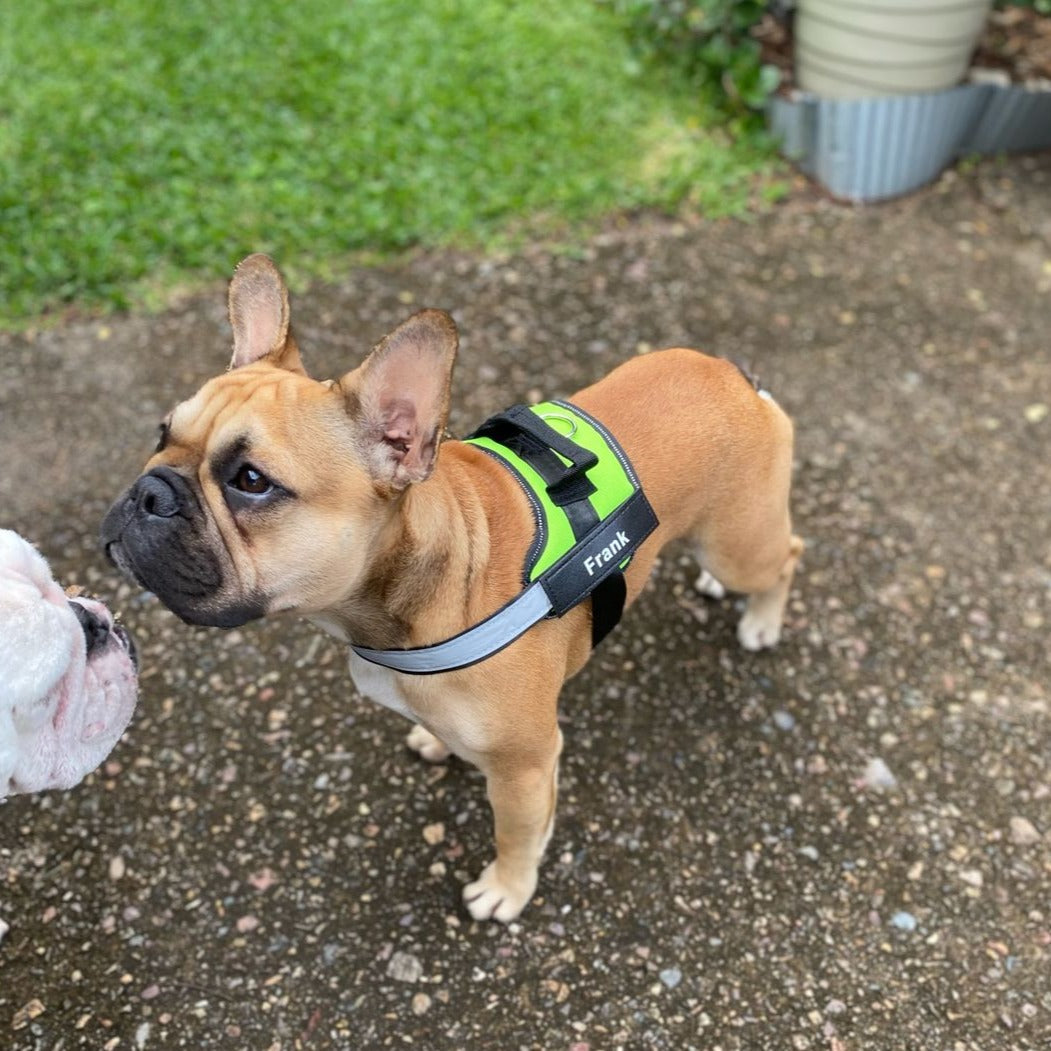 Varenity™ Ultimate Personalized No Pull Dog Harness