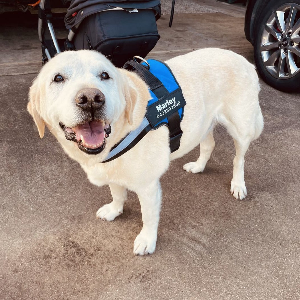 Varenity™ Ultimate Personalized No Pull Dog Harness