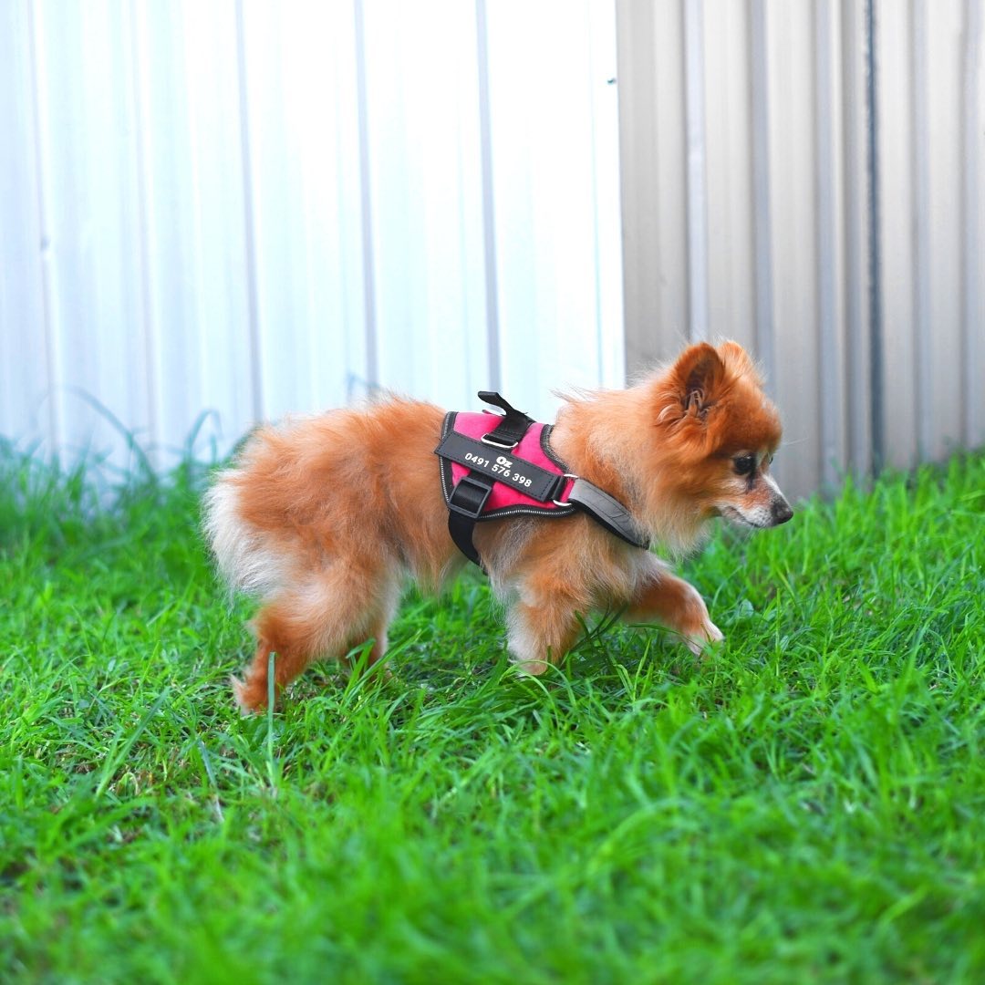 Varenity™ Ultimate Personalized No Pull Dog Harness