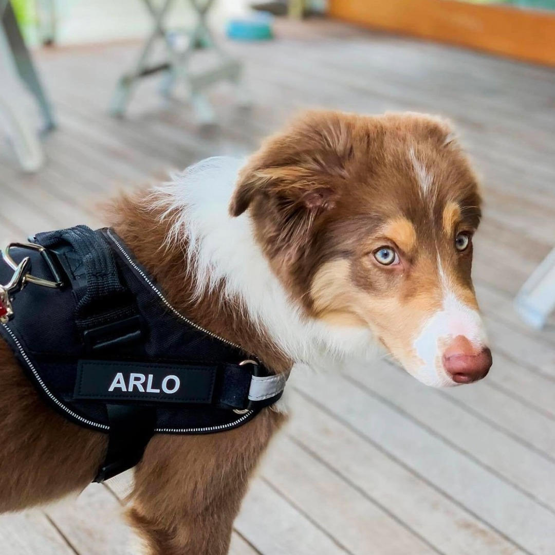 Varenity™ Ultimate Personalized No Pull Dog Harness