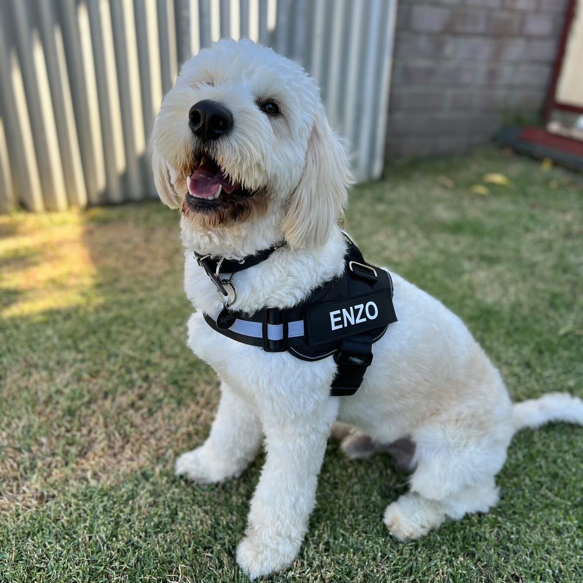 Varenity™ Ultimate Personalized No Pull Dog Harness